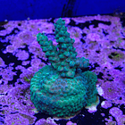 Acropora selago grafted 2
