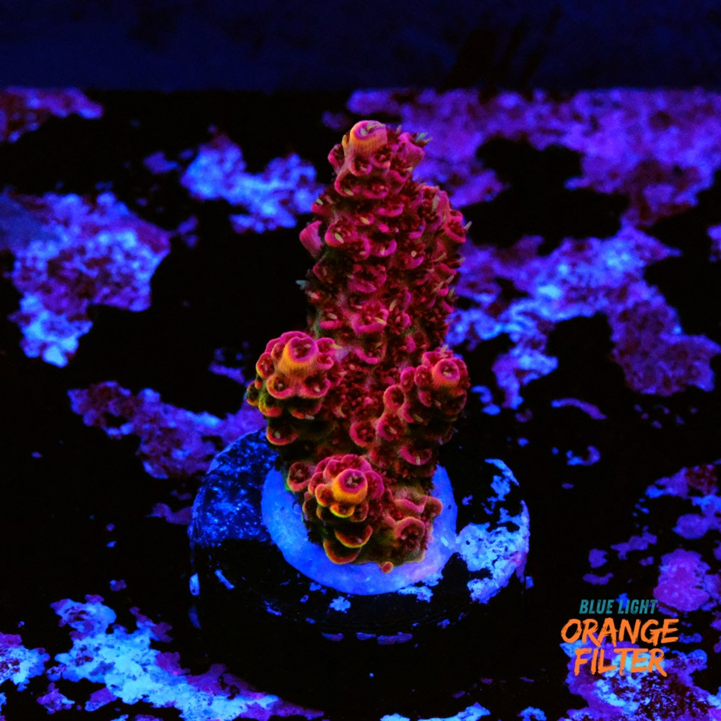Acropora hyacinthus rainbow
