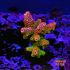 Acropora rainbow 1