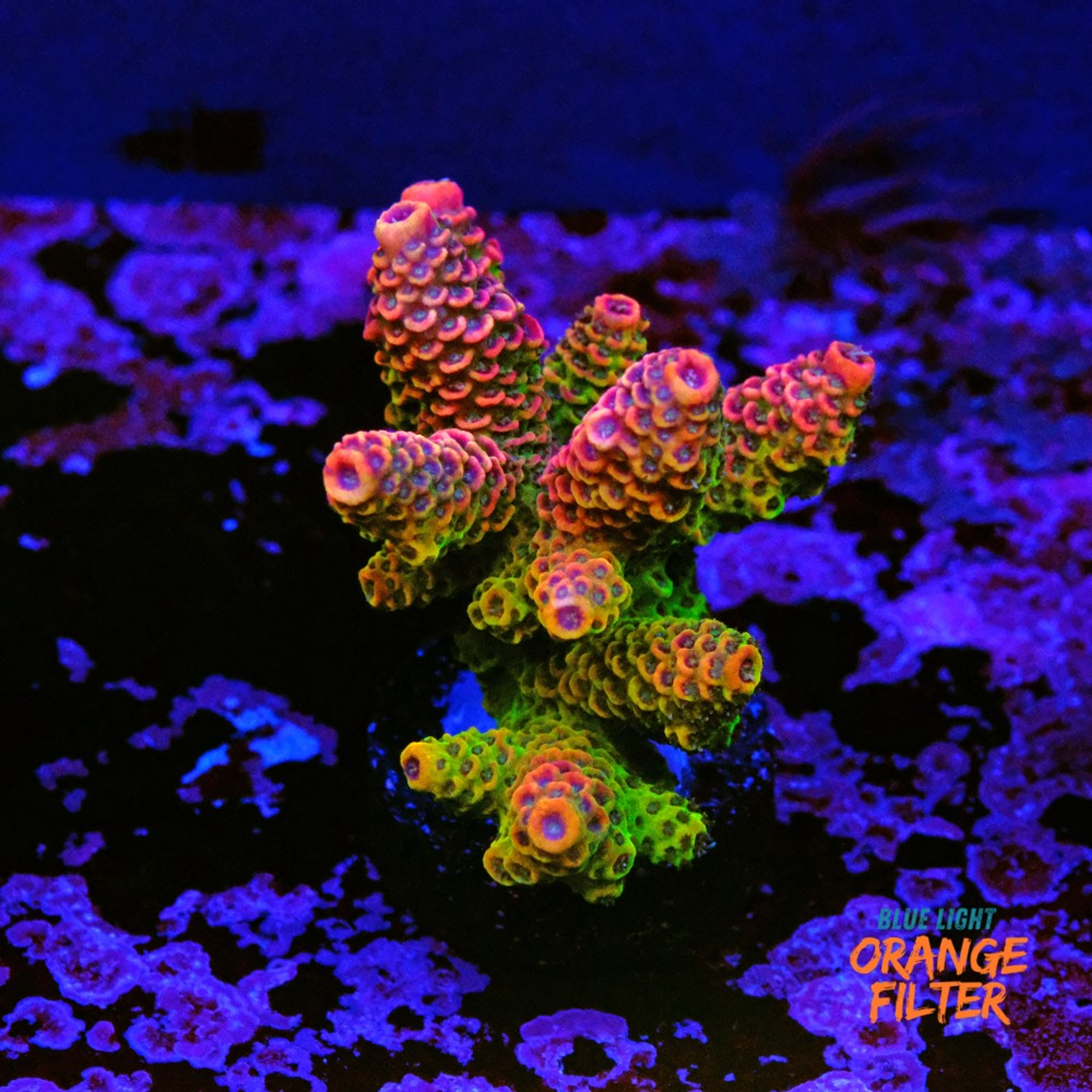 Acropora rainbow