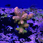 Acropora rainbow 2