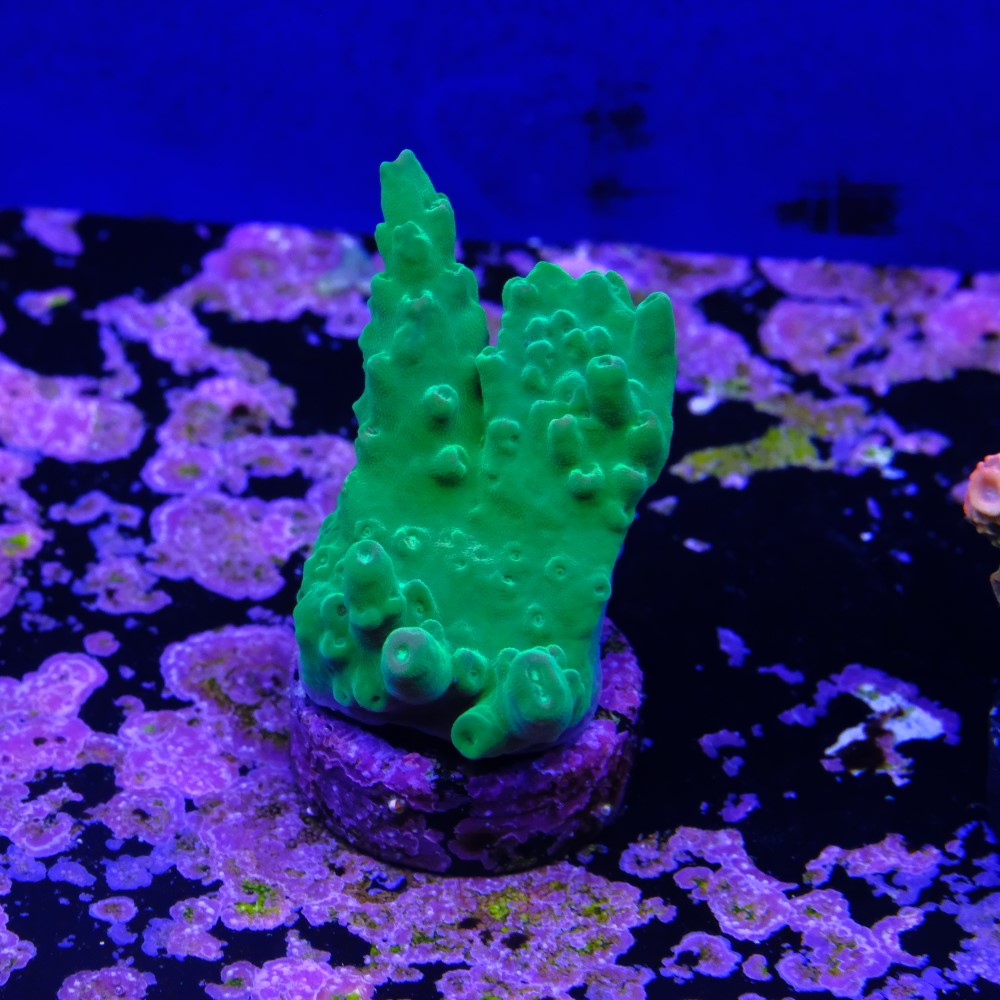 Acropora austera 2