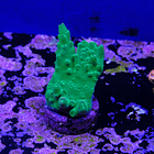 Acropora austera 2