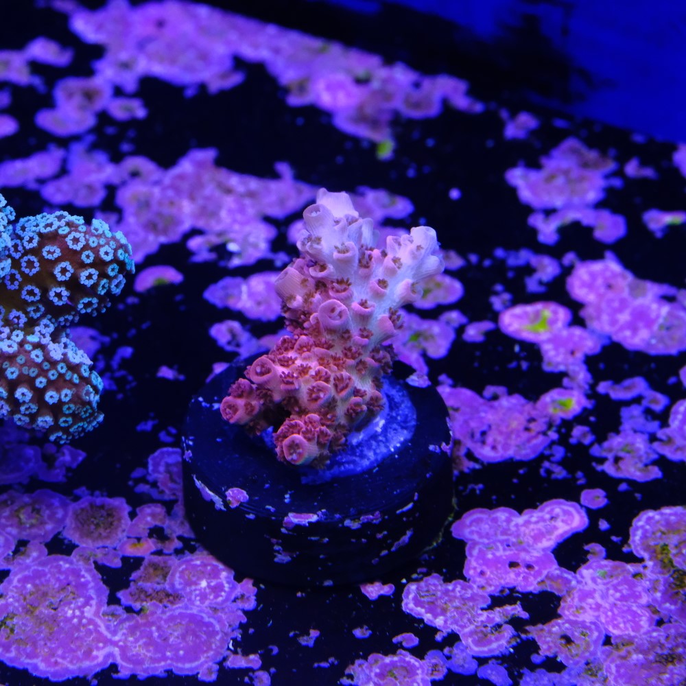 Acropora hyacinthus rainbow 2