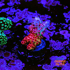 Acropora hyacinthus rainbow 1