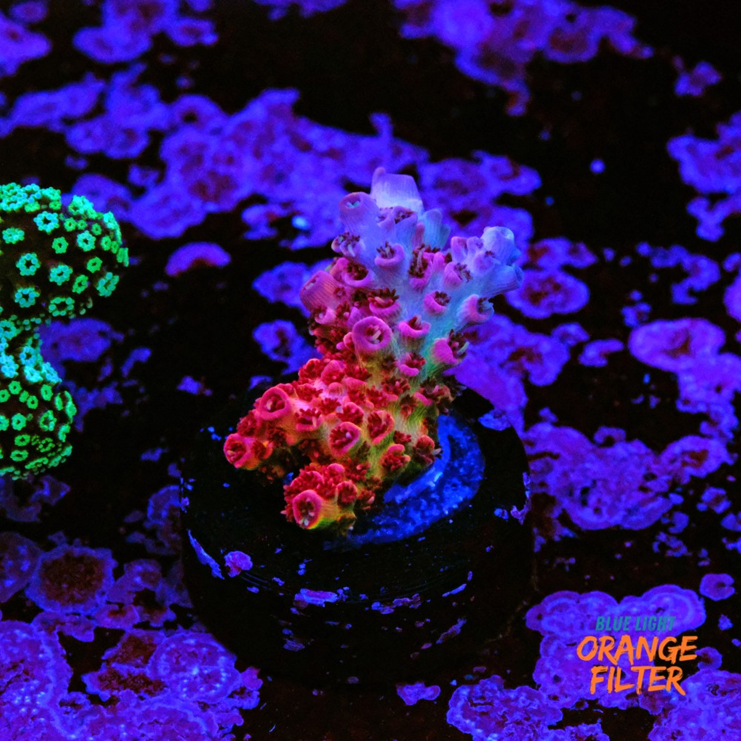 Acropora hyacinthus rainbow