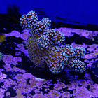 Stylophora stellar  2