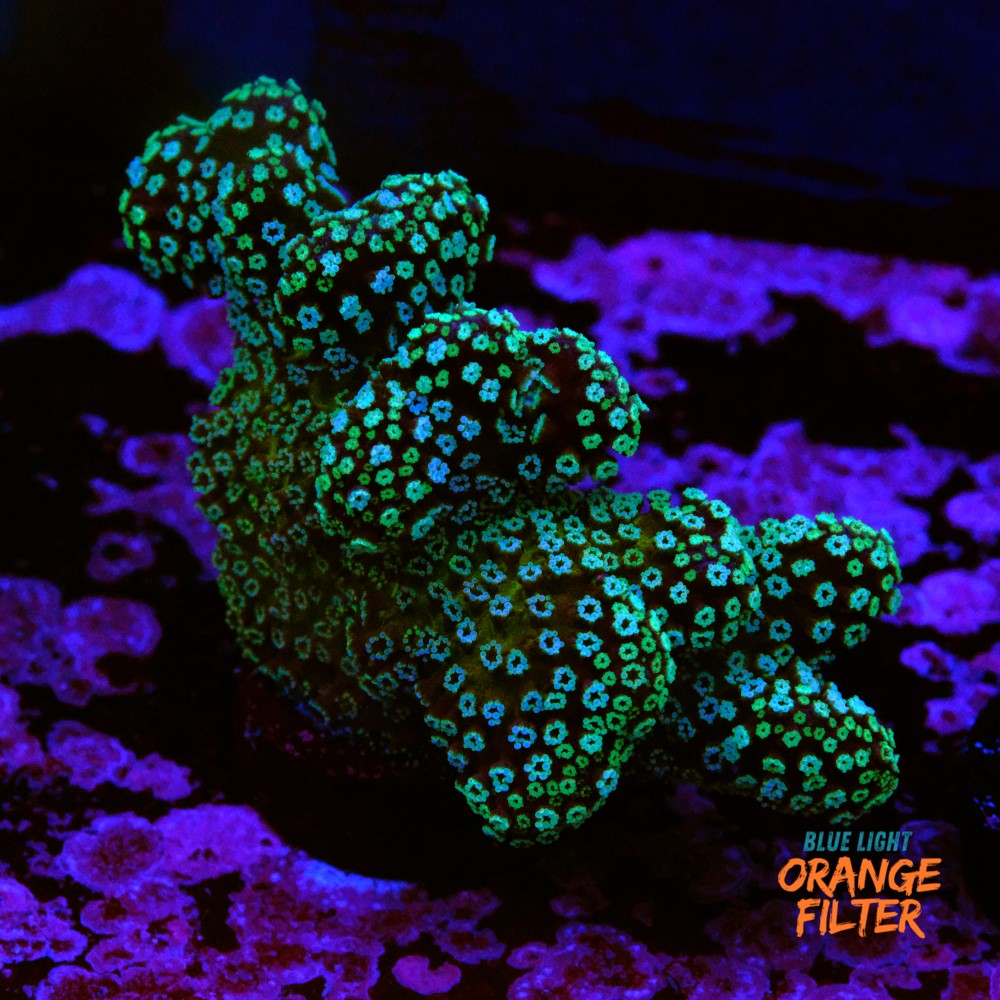 Stylophora stellar  1