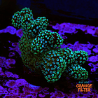 Stylophora stellar  1