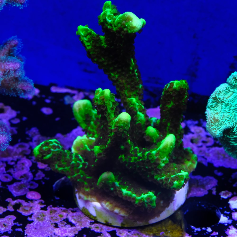 Montipora stellata 2