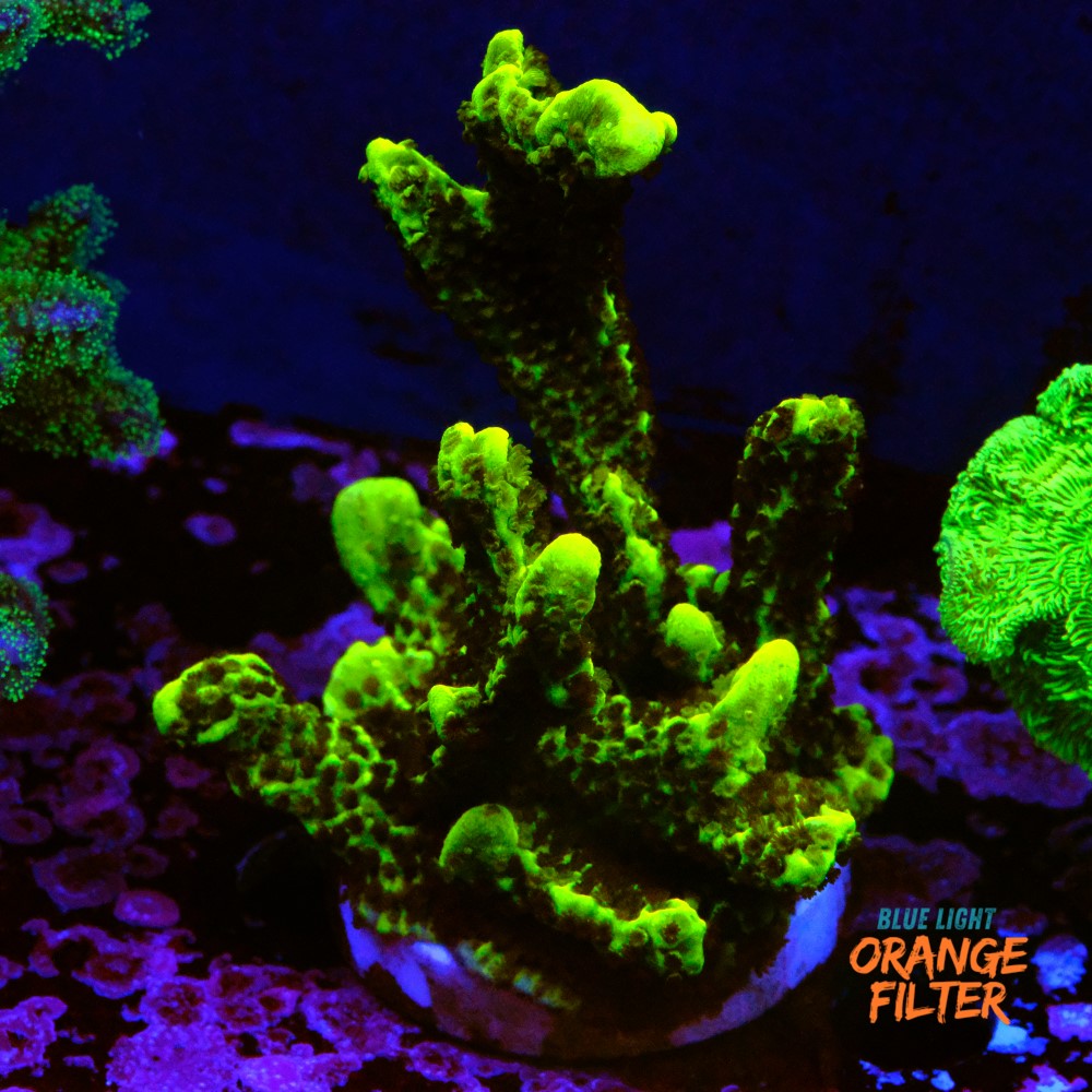 Montipora stellata 1