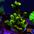 Montipora stellata 1
