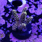 Acropora rainbow selago  2