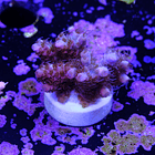 Acropora WOW 2