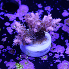 Tyree pinky the bear acropora 2