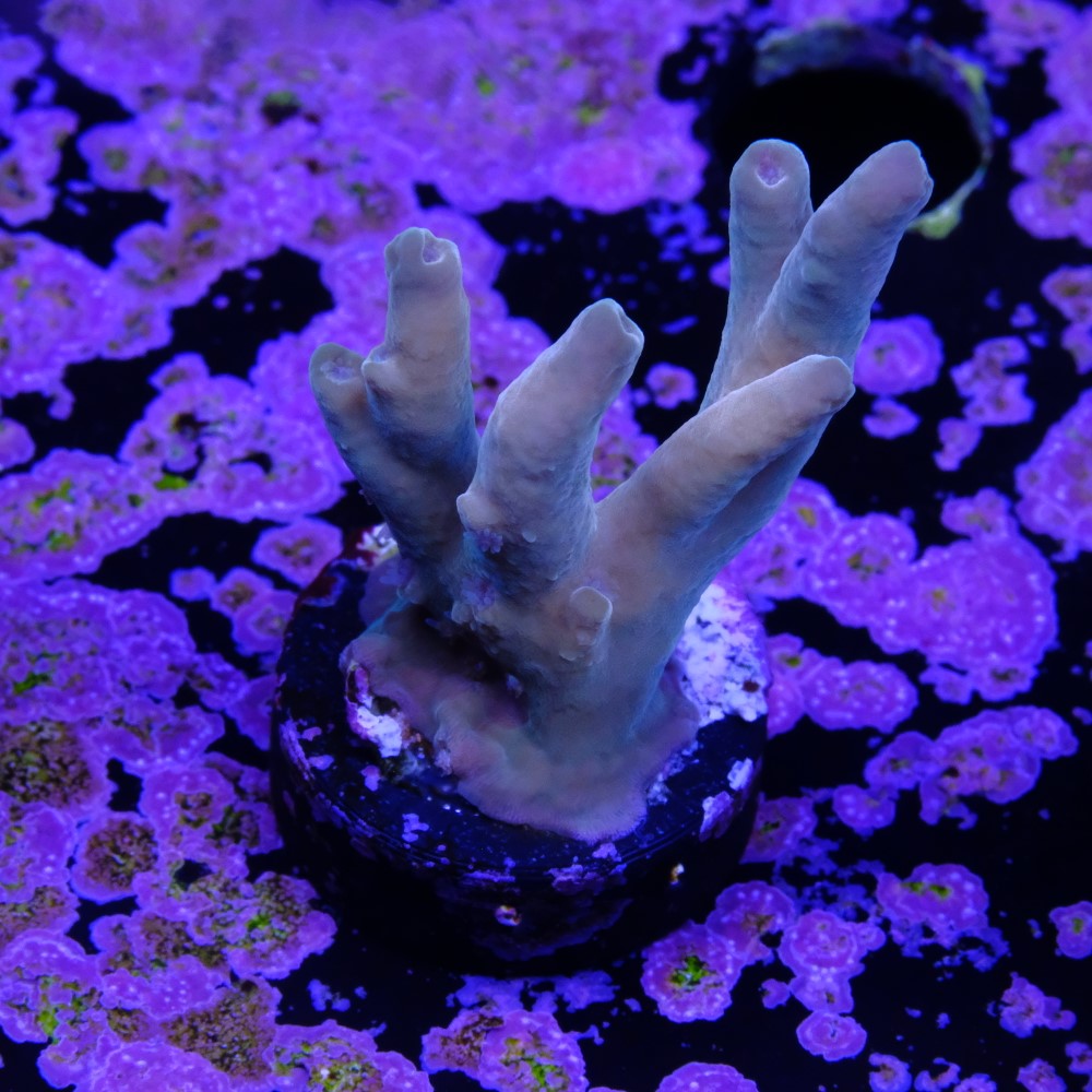 Jawdropper acropora 2