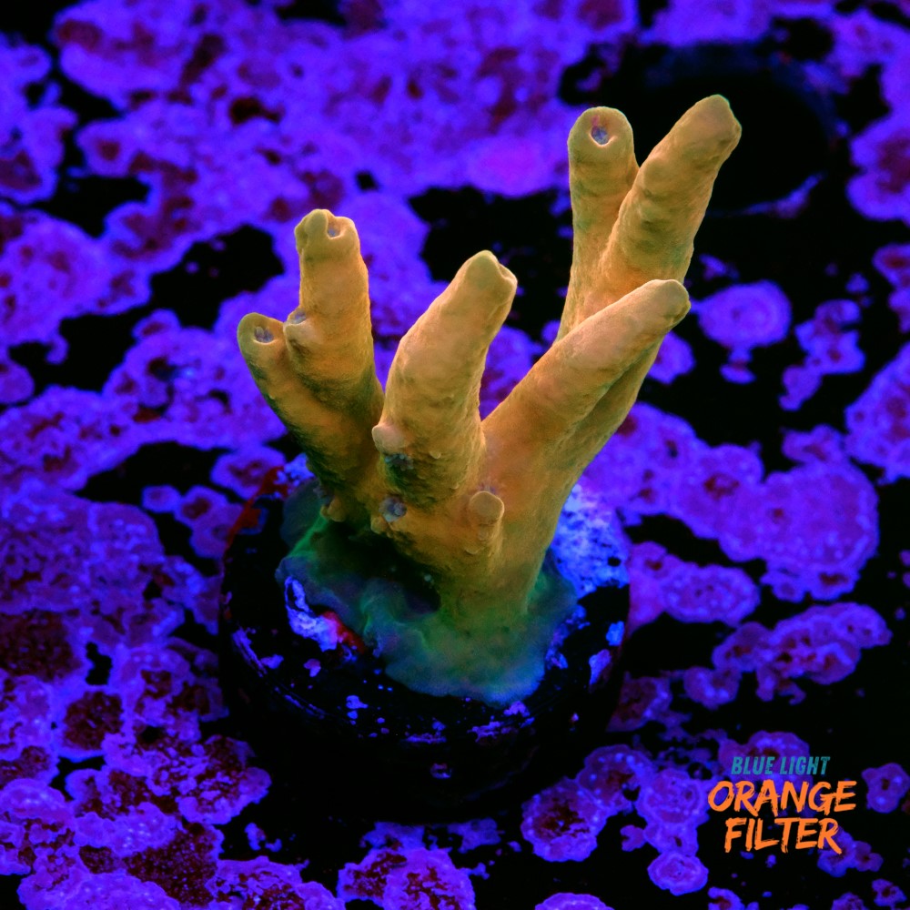 Jawdropper acropora 1