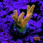 Jawdropper acropora 1