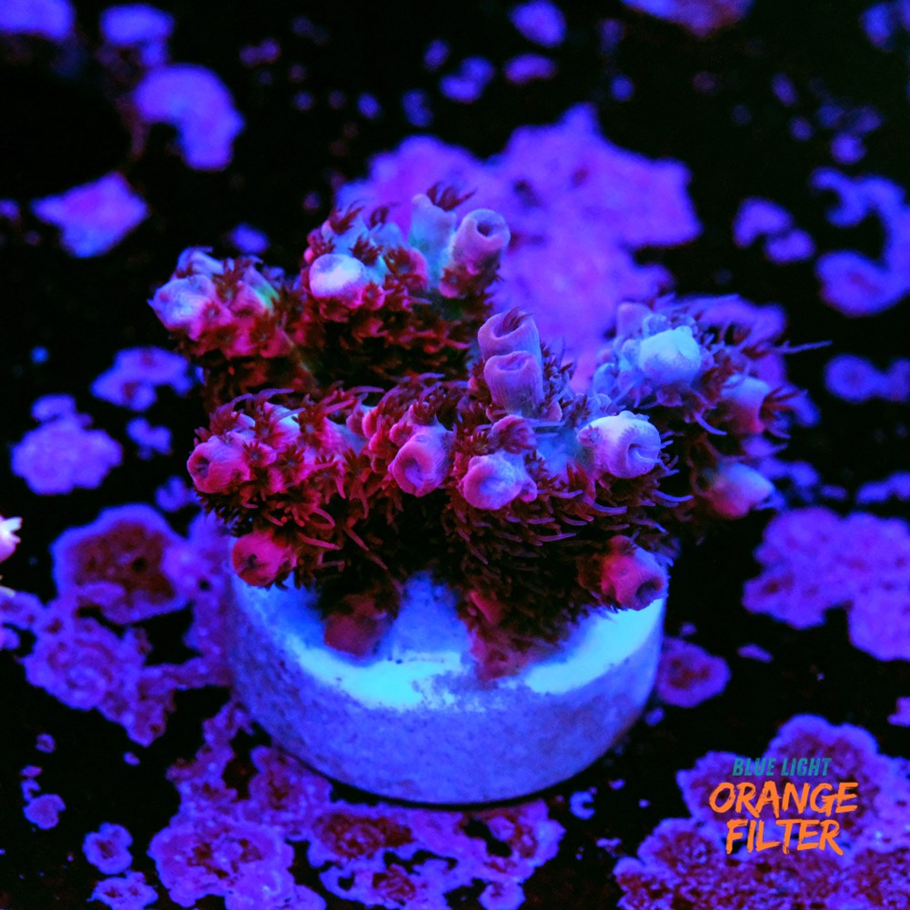Acropora WOW