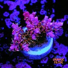 Tyree pinky the bear acropora 1
