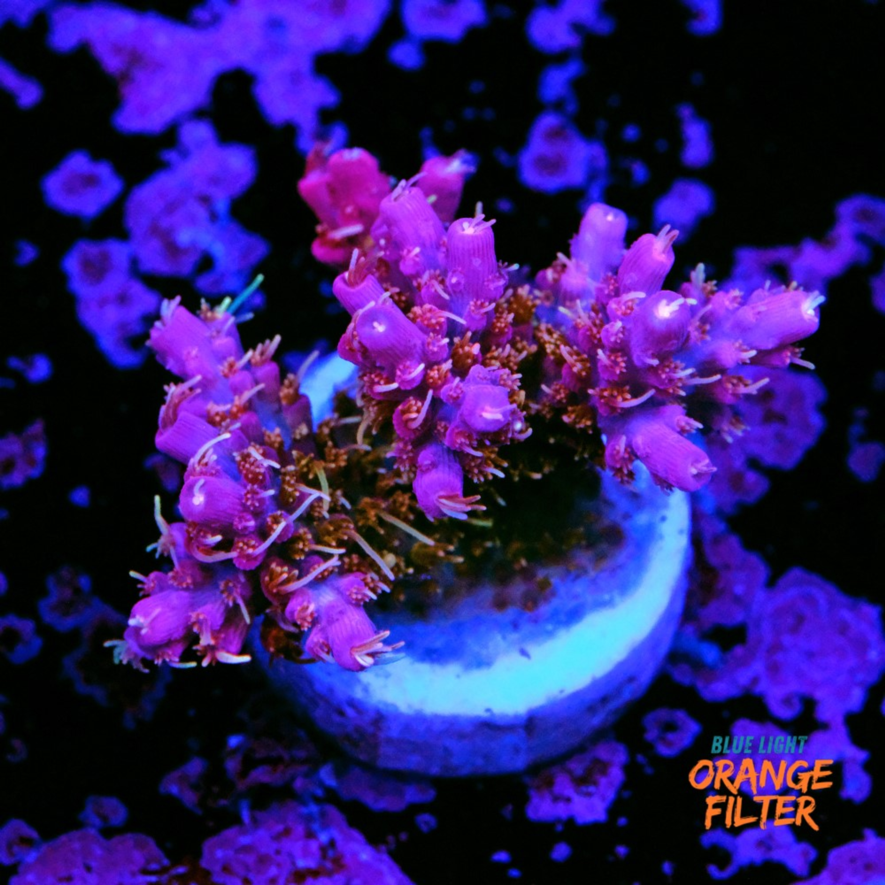 Tyree pinky the bear acropora