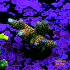 Acropora millepora 1