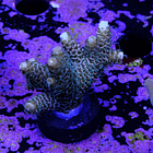 Acropora millepora 2