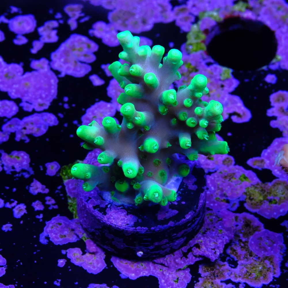 Acropora yoda 2