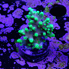 Acropora yoda 2