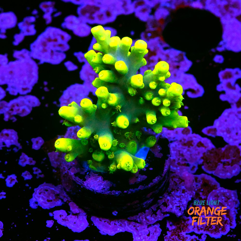 Acropora yoda 1