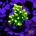 Acropora yoda 1