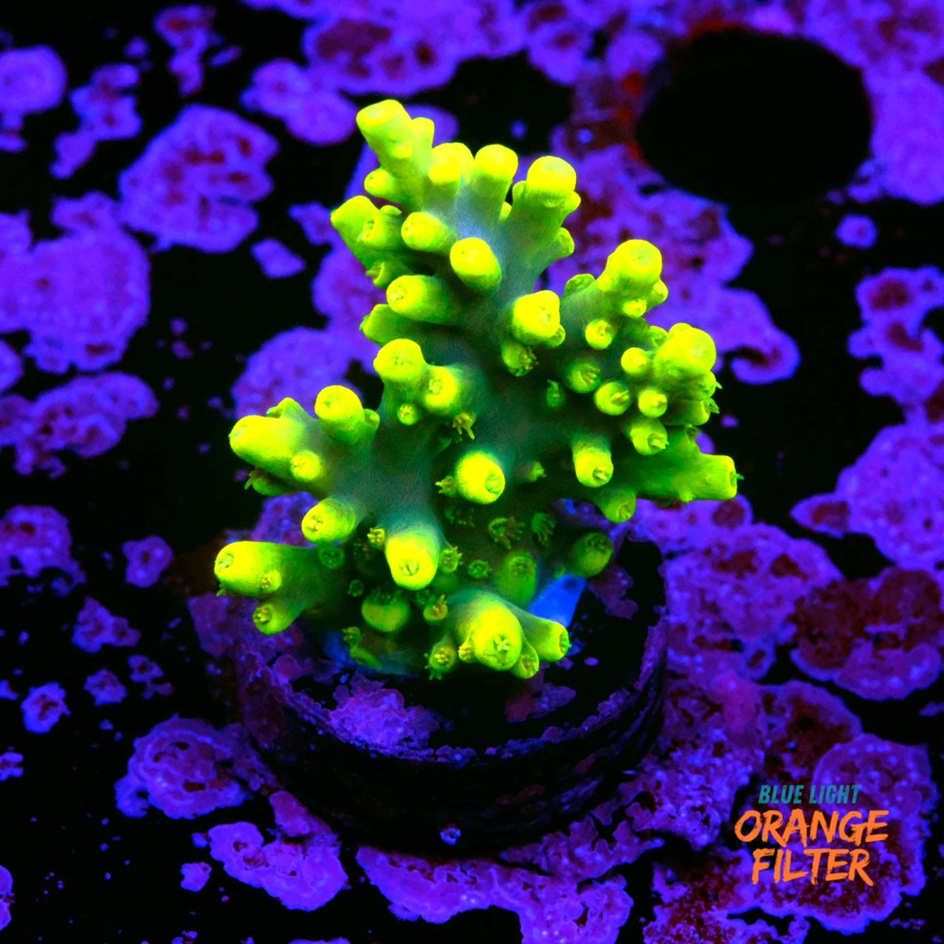 Acropora yoda