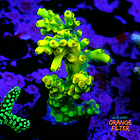 Acropora yoda 1