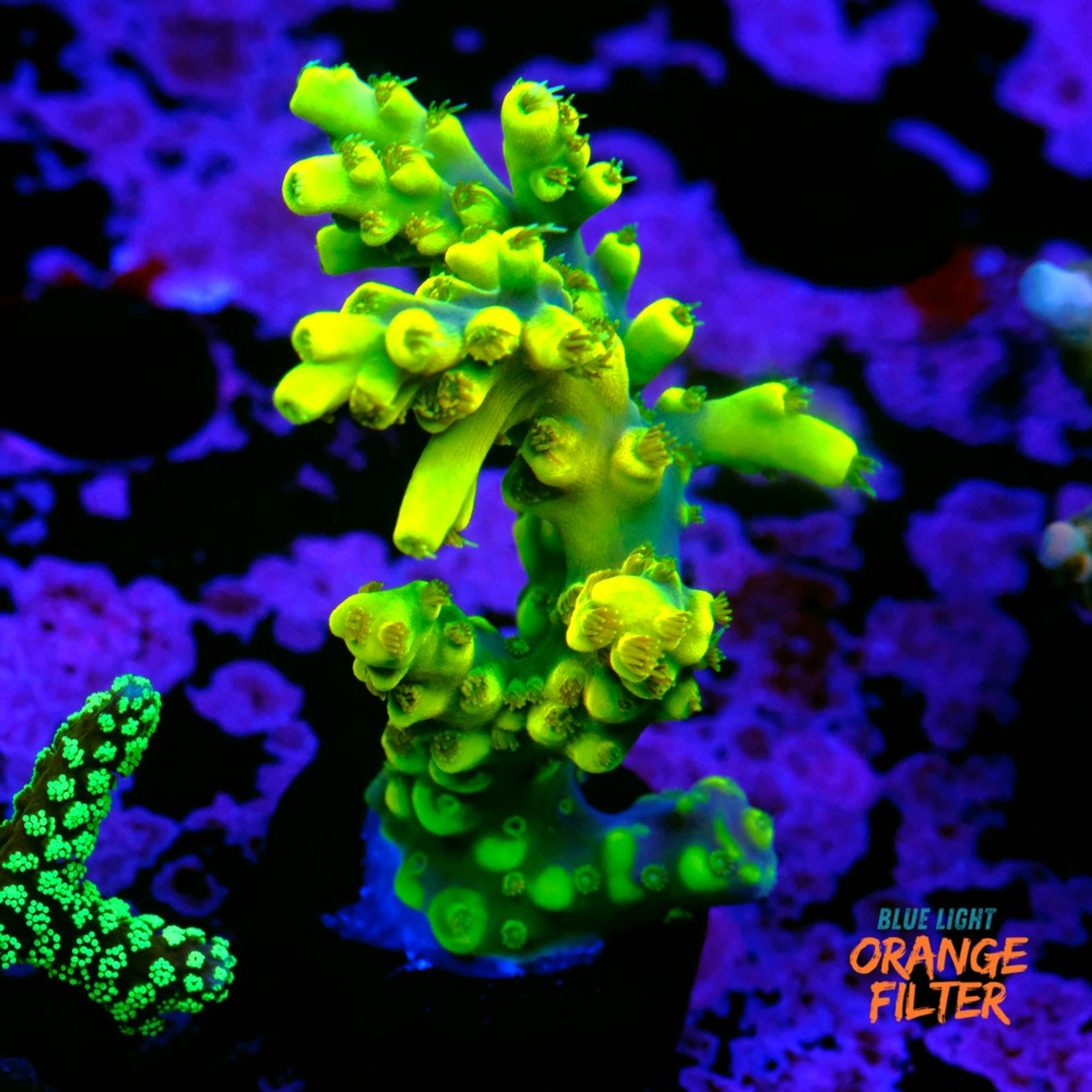 Acropora yoda