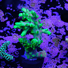 Acropora yoda 2