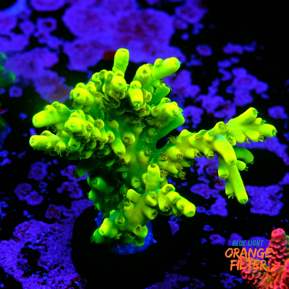 Acropora yoda 1