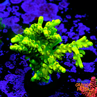 Acropora yoda 1