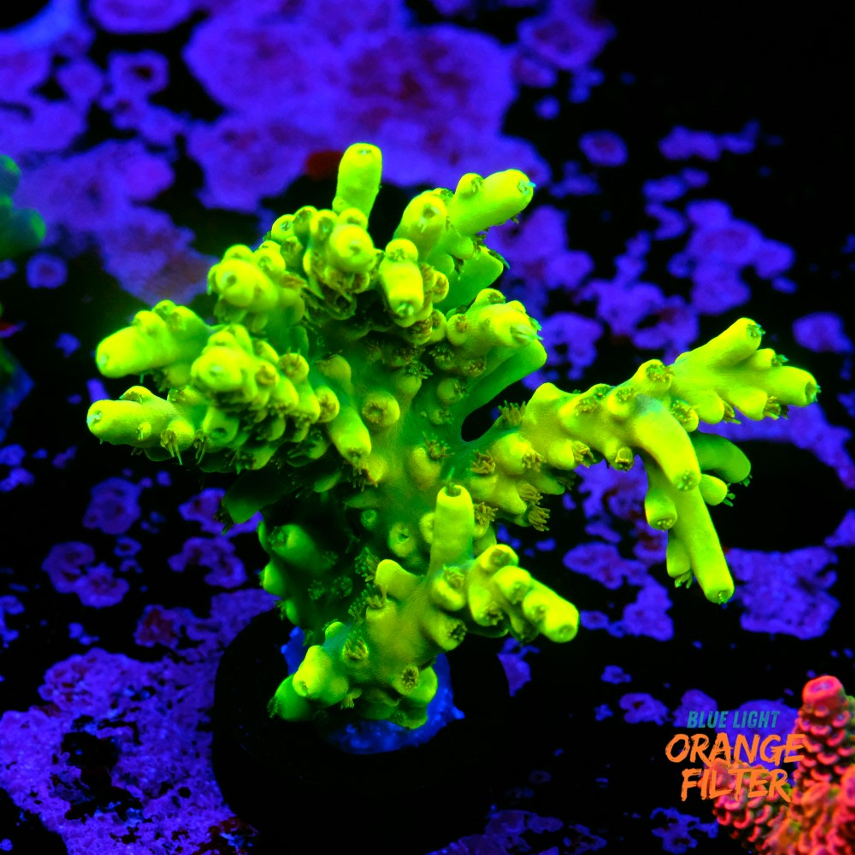 Acropora yoda