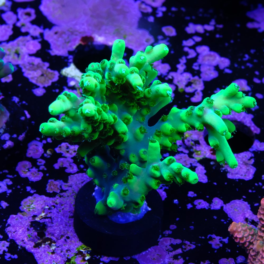 Acropora yoda 2