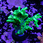 Acropora yoda 2