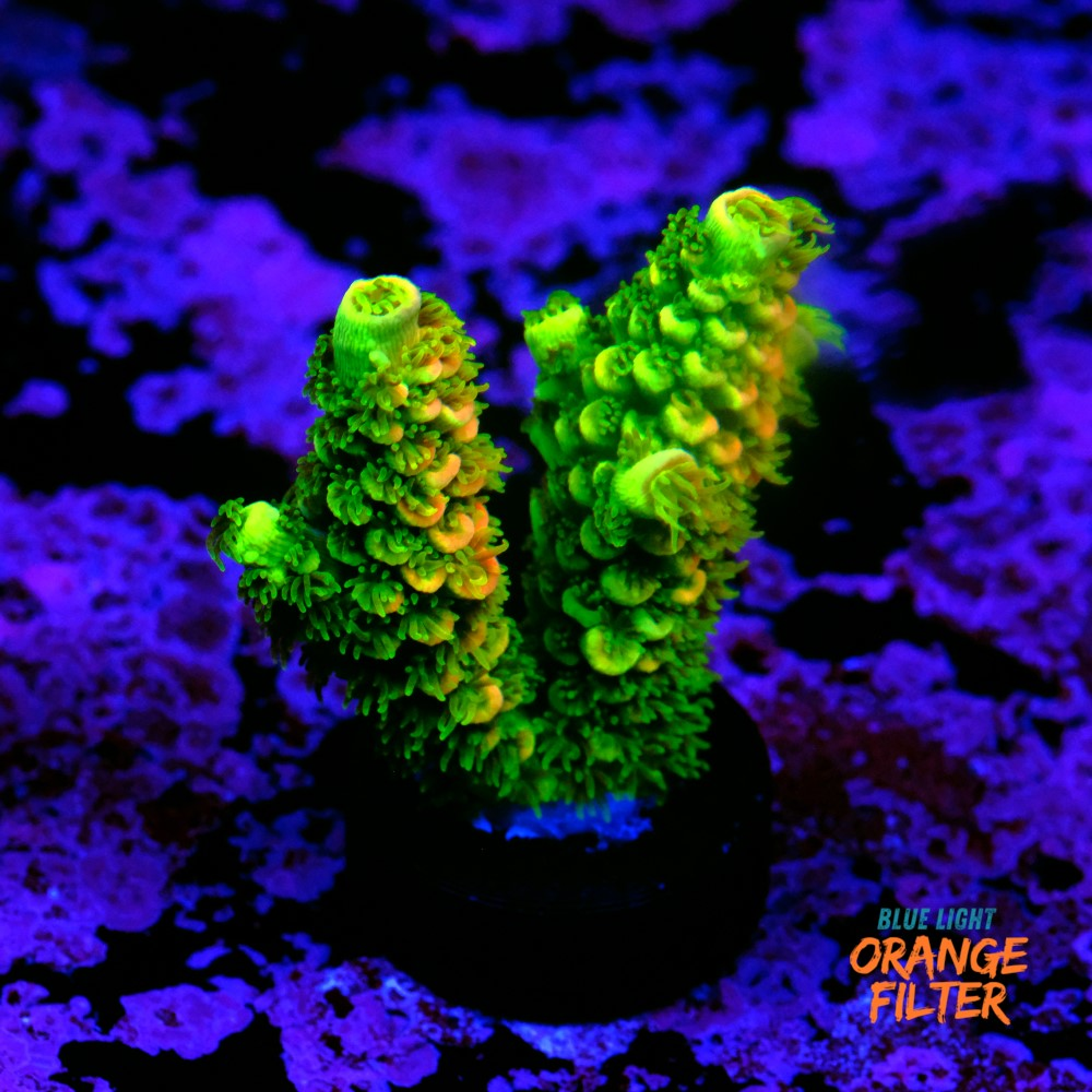 Acropora vermiculata