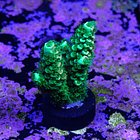 Acropora vermiculata 2