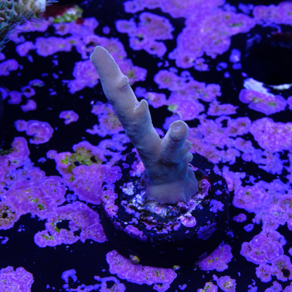 Jawdropper acropora 2