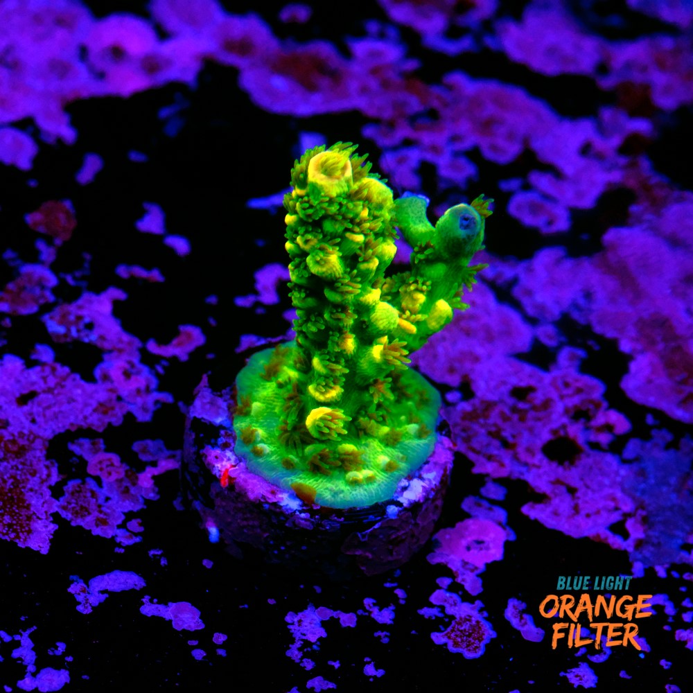 Acropora vermiculata 1