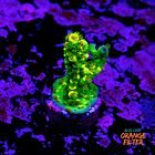 Acropora vermiculata 1