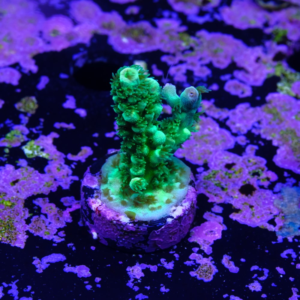 Acropora vermiculata 2