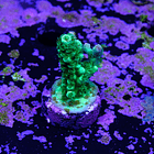 Acropora vermiculata 2