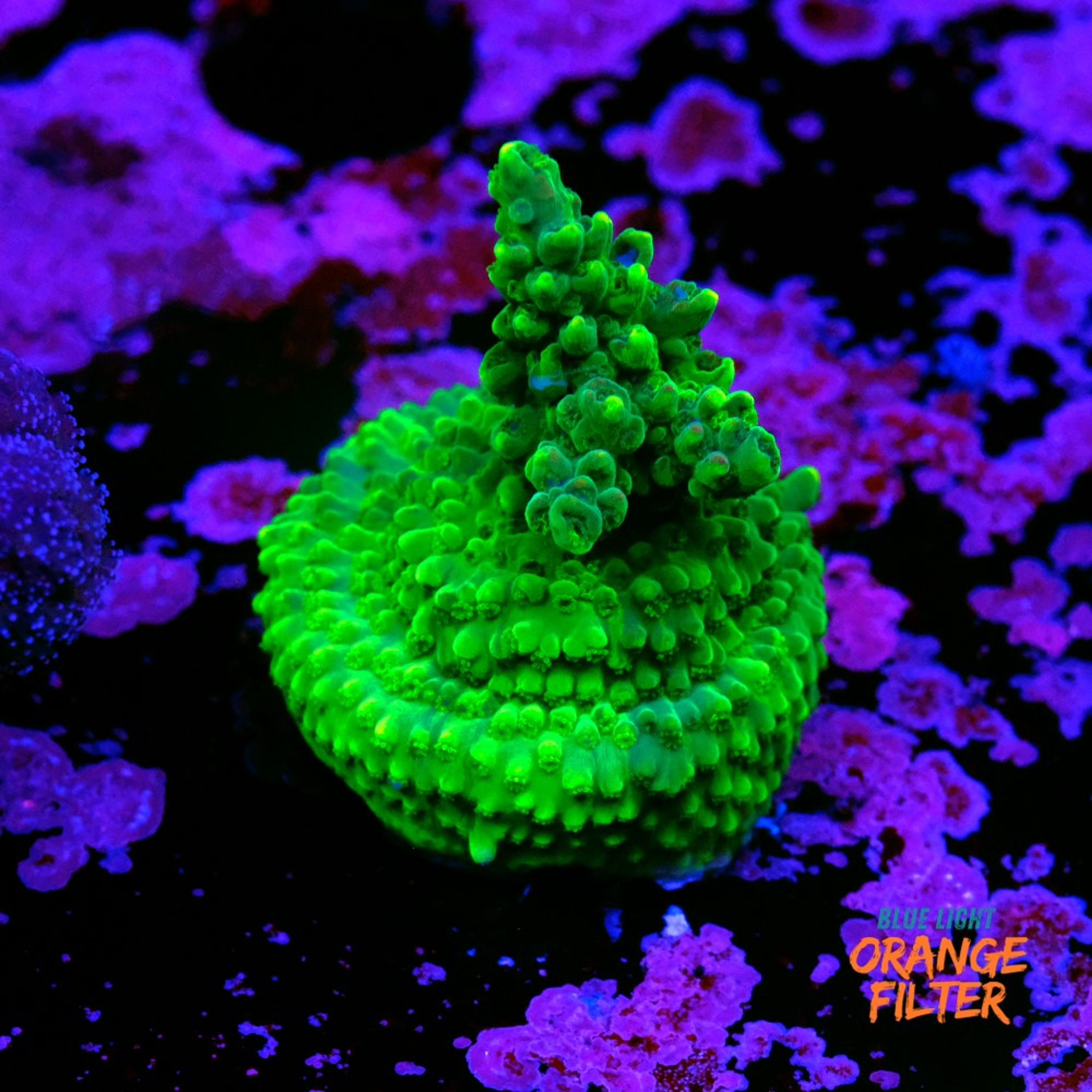 Acropora solomon split 