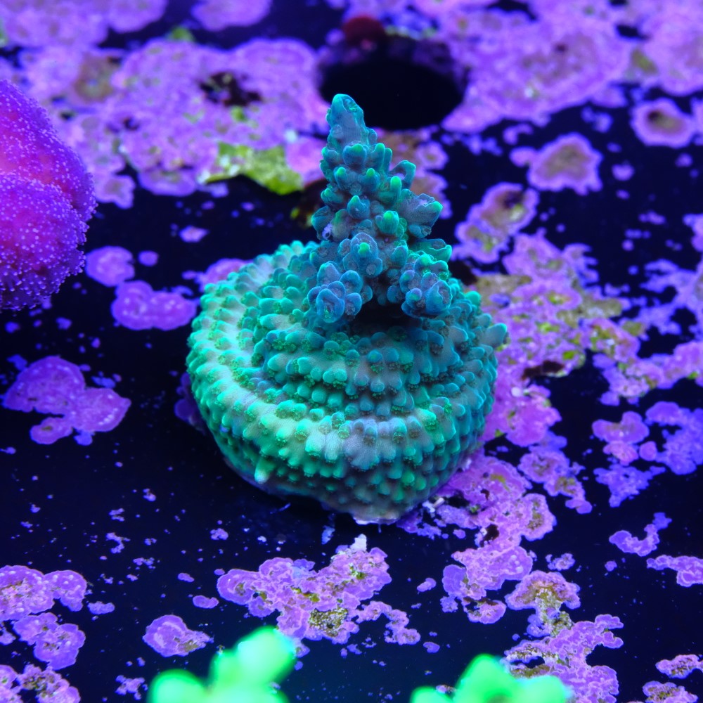 Acropora solomon split  2