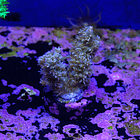 Acropora horrida green 2
